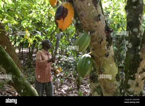 Ivory Coast Yamoussoukro Village Loukoukro Cocoa Farming And Harvest