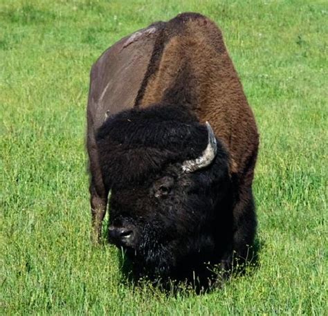 C Mo Ver Bisontes Y Fauna Salvaje En Yellowstone Viajar A Estados Unidos