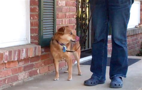 But I've Seen Stressed-Out Dogs During Positive Reinforcement Training ...