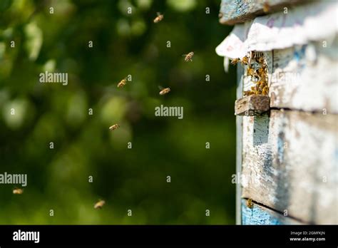 Bees Flying Around Beehive Honey Bees Swarming And Flying Around Their