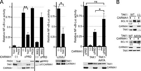 Tak Overexpression Downregulates Carma Dependent Nf B Activity And