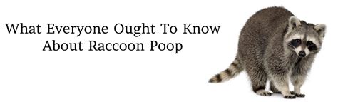 Raccoon Poop - Bat Removal & Prevention, Inc.