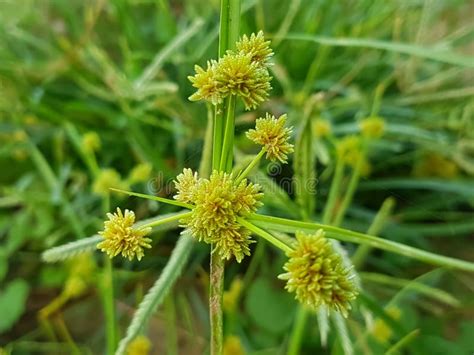 Cyperus Difformis Stock Image Image Of Cyperus Nature 158083795