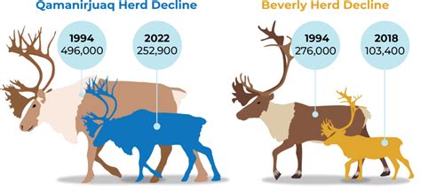 Caribou is Life – Beverly and Qamanirjuaq Caribou Management Board