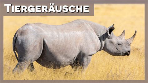 Tierger Usche Nashorn Youtube