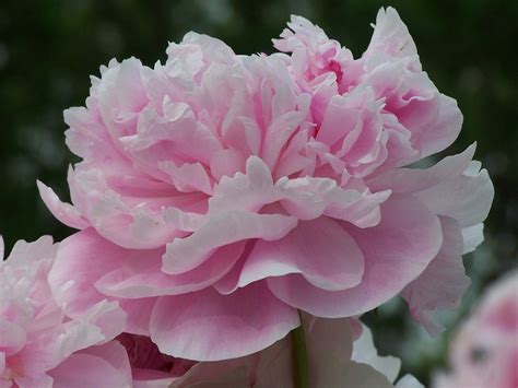 Pink Carnation Free Photo Download Freeimages