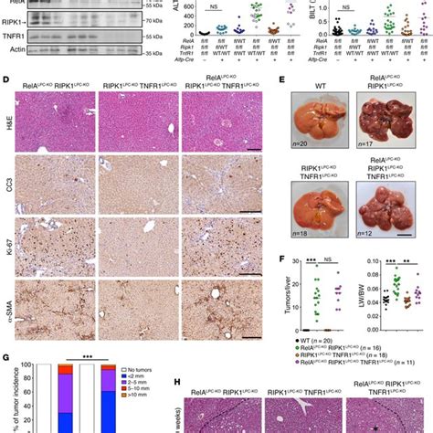 Ripk1 Regulates Den Induced Apoptotic Death Of Hepatocytes A Graph