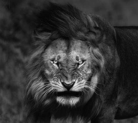 Lion Eyes Wallpapers - Top Free Lion Eyes Backgrounds - WallpaperAccess