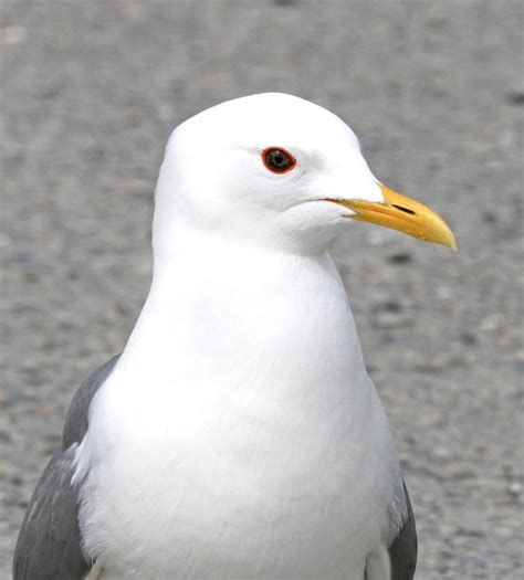 Free Stock Photo of Lesser black-backed gull | Download Free Images and ...