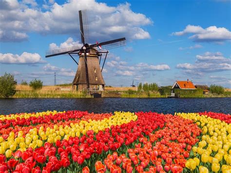 A bike ride along the tulip fields near Amsterdam | Tulip fields ...