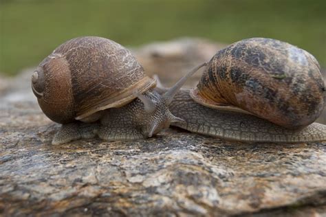 Snails Snail Mollusk Free Photo On Pixabay Pixabay