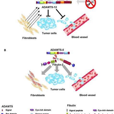 Antitumor Effect Of The Fibulin 1 Adamts 1 Interaction Left The Download Scientific Diagram