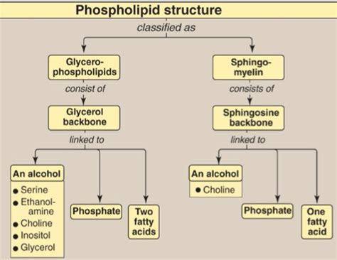 Biochemistry Complex Lipid Metabolism Flashcards Quizlet