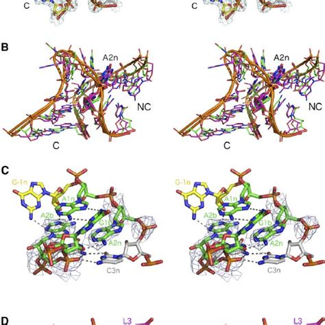 The Crystal Structure Of The Sam I Riboswitch In Which The K Turn Has