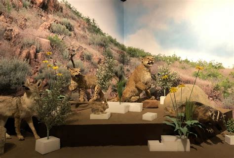 How Museum Designers Invented Diorama 2.0 | Natural History Museum of Utah