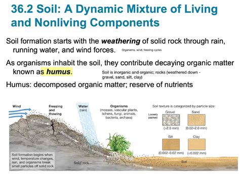 Soil Living and Nonliving Comp - BIO 2010 - Studocu