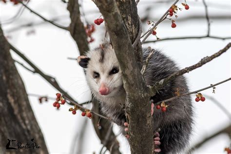 Opossum in a Bare Tree and Fun Habitat Facts - RusticPix