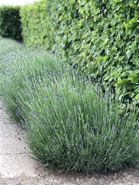 Lavendel Garten