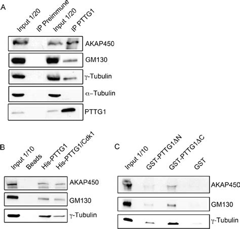 In Vivo And In Vitro Interactions Of Pttg1 With Proteins Involved In