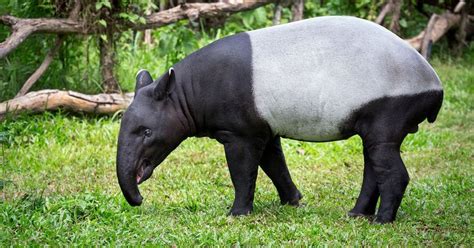 Tapirs facts, habitat, diet & different species of Tapir animal