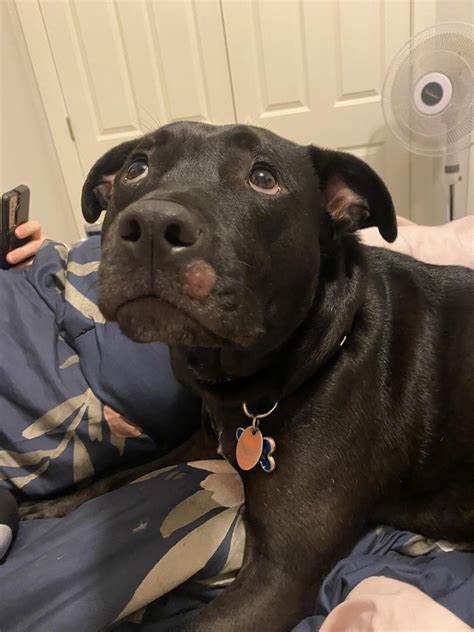 Is this a papilloma on my dog? : r/vet