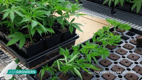 How To Clone Cannabis And Is It Better Than Growing From Seeds