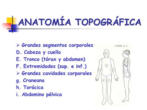 Anatomia Topografica Forense Vertiales Frontales PPT