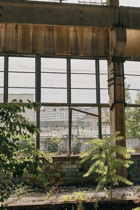 Wild Plants In An Abandoned Building · Free Stock Photo