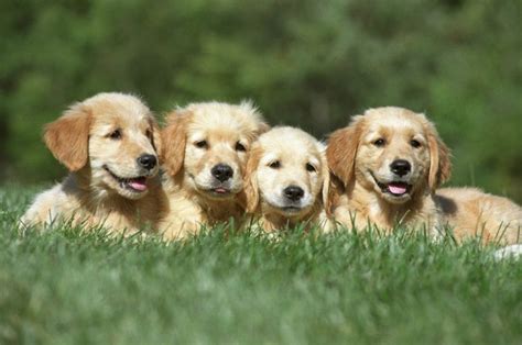 Cuidados Filhote De Cachorro Guia Completo Para Os Tutores Zenpet