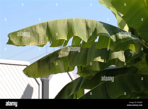 Palm / Leaves of banana tree Stock Photo - Alamy