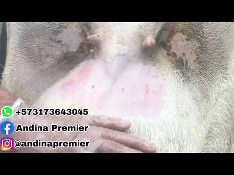 Inseminacion Artificial Por Laparoscopia En Ovejas Y Cabras Youtube