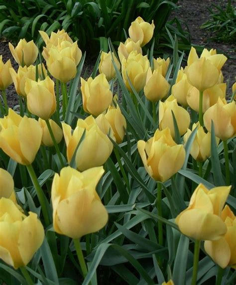 Tulipa Batalinii Bright Gem Species Tulips Tulips Flower Bulb Index Bulb Flowers