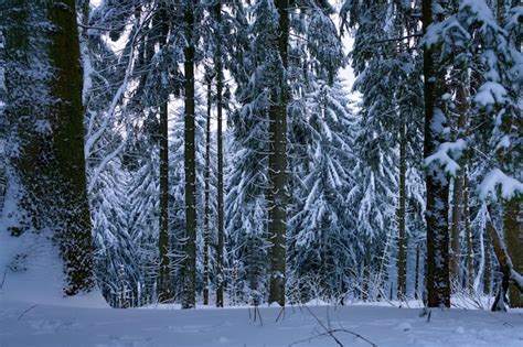 Premium Photo | Pine trees in forest during winter