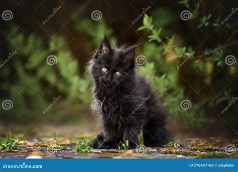 Black Maine Coon Kitten Sitting Outdoors In Summer Stock Image Image