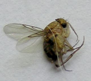 gnat megaselia scalaris bugguidenet