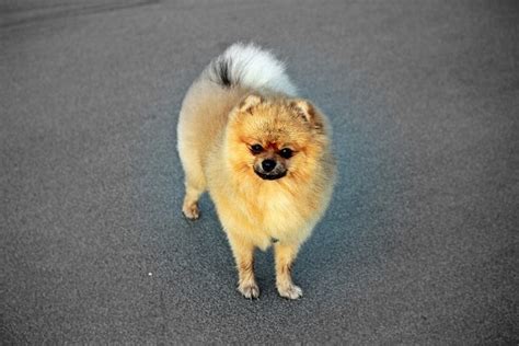 Spitz Alem O Tudo Sobre Essa Ra A De Cachorro Adoro Pets