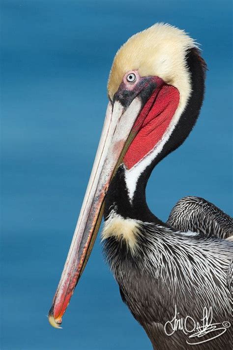 California Brown Pelican in Breeding Plumage