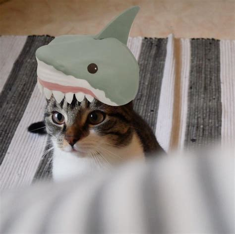 Celebrating Shark Week Rcats