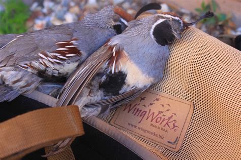 Quail Season Az 2024 - Faun Tressa