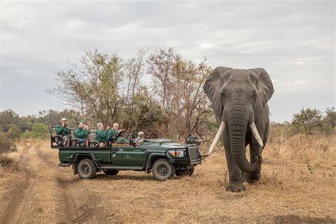 Karongwe Private Game Reserve South Africa Wild Safari Guide