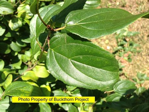 Buckthorn Identification | Buckthorn Project