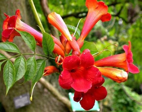 50 Hardy Hummingbird Trumpet Vine Seeds - Etsy