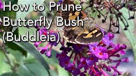 How To Prune Buddleia The Butterfly Bush Complete Demonstration And Deadheading Youtube