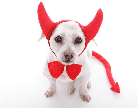 150 Maltese Halloween Costumes Pic Stock Photos Pictures And Royalty