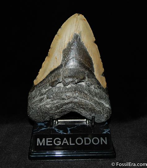 Massive 5 12 Inch Megalodon Tooth 92 For Sale