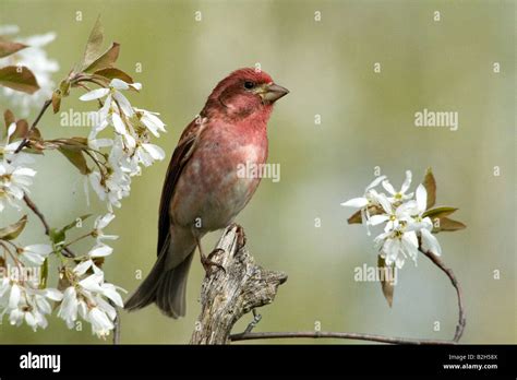 Purple finch male Stock Photo - Alamy