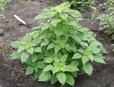 Struggles with Palmer Amaranth - King's AgriSeeds