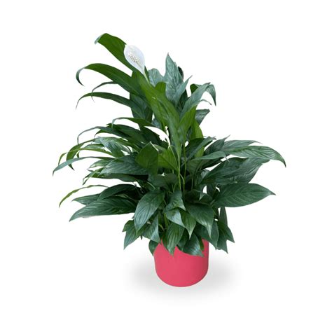 Peace Lily Spathiphyllum Wallisii Dark Green Hawaii Landscape