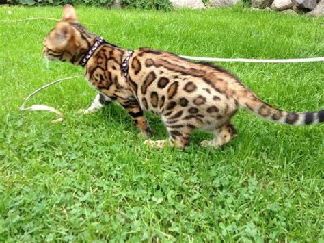 What Beautiful Rosettes This Bengal Has