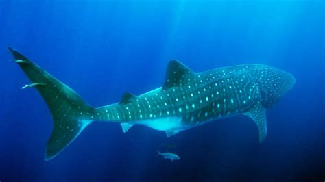 Descubren Unos Tiburones Que Brillan En La Oscuridad Viajar